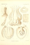 Medusae Plate 11