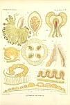Medusae Plate 17