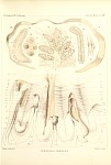 Medusae Plate 22