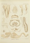 Medusae Plate 23