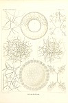 Radiolarians Plate 004