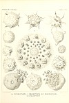 Radiolarians Plate 005