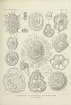 Radiolarians Plate 049
