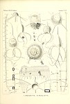 Radiolarians Plate 120