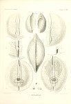 Radiolarians Plate 125