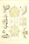 Radiolarians Plate 127