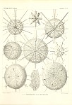 Radiolarians Plate 136