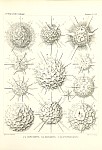 Radiolarians Plate 138