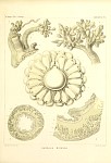 Siphonophores Plate 01
