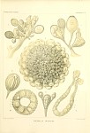 Siphonophores Plate 02
