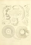 Siphonophores Plate 04