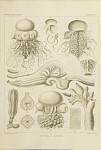 Siphonophores Plate 07