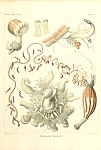 Siphonophores Plate 09