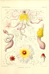 Siphonophores Plate 11
