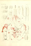 Siphonophores Plate 13