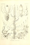 Siphonophores Plate 16