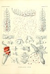 Siphonophores Plate 17