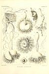 Siphonophores Plate 20