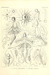 Siphonophores Plate 21