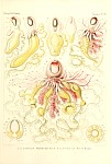 Siphonophores Plate 22
