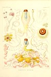 Siphonophores Plate 24
