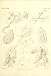 Siphonophores Plate 28