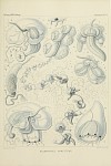 Siphonophores Plate 30