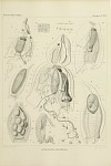 Siphonophores Plate 34