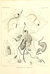 Siphonophores Plate 38