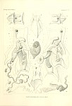 Siphonophores Plate 40
