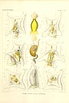 Siphonophores Plate 42