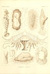 Siphonophores Plate 43