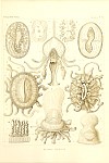 Siphonophores Plate 44