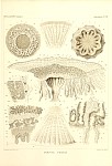 Siphonophores Plate 45
