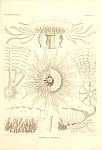 Siphonophores Plate 46