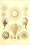 Siphonophores_Plate_47_adj.jpg